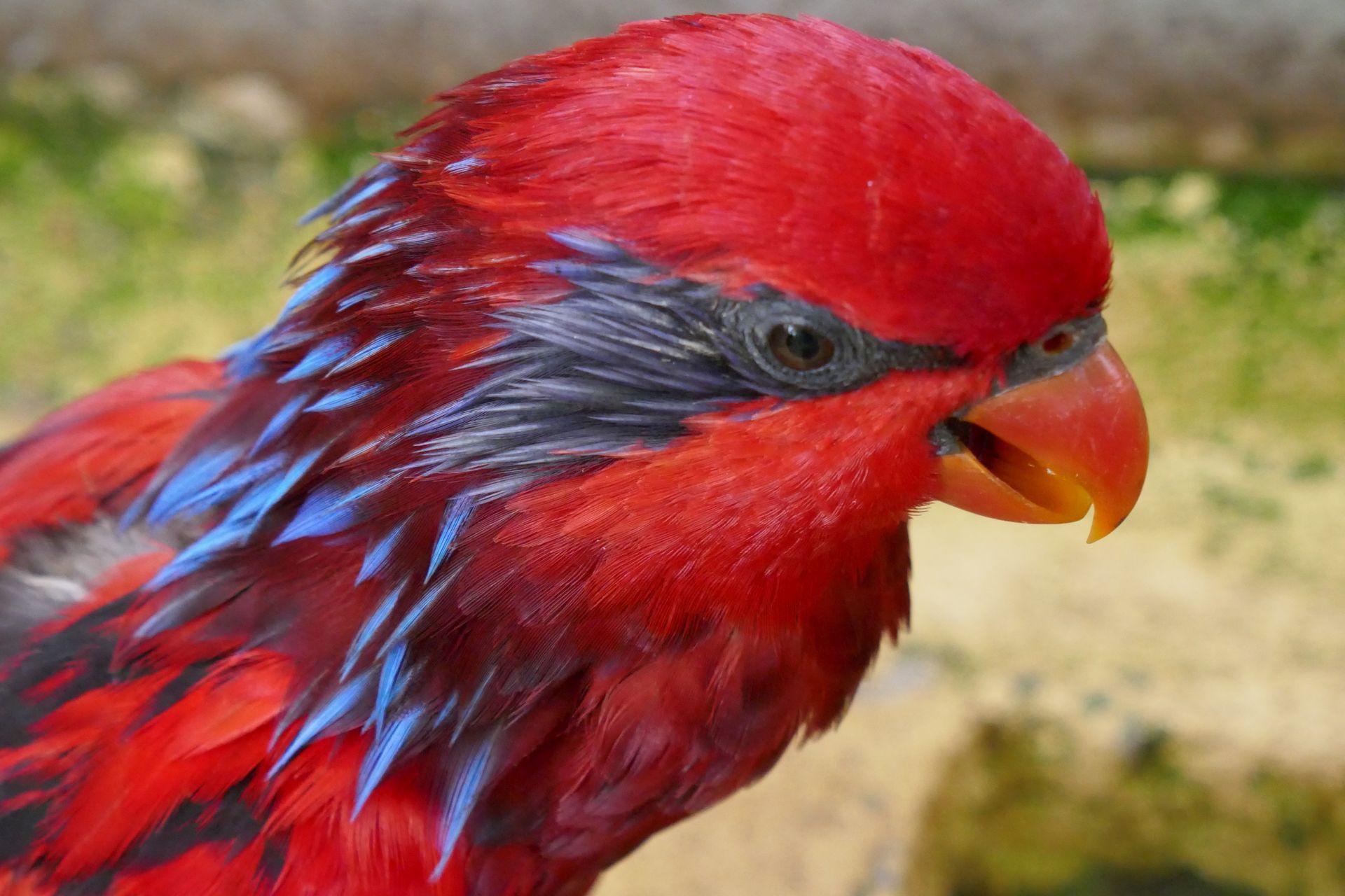 Lori im Bird-Park Kuala Lumpur