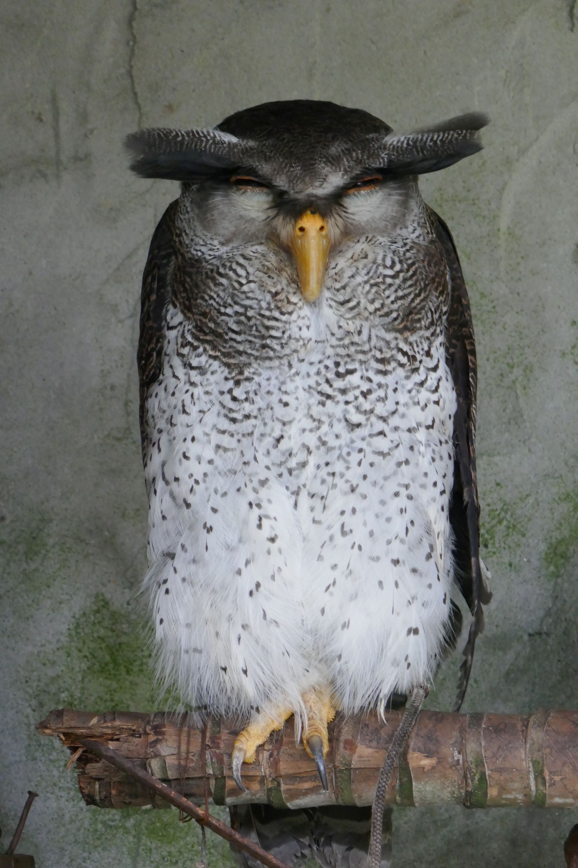 Malayen-Uhu Bird-Park Kuala Lumpur