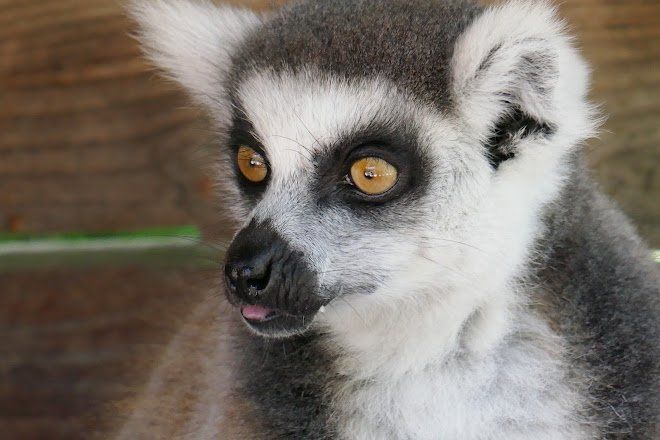 Vogelpark Marlow Katta