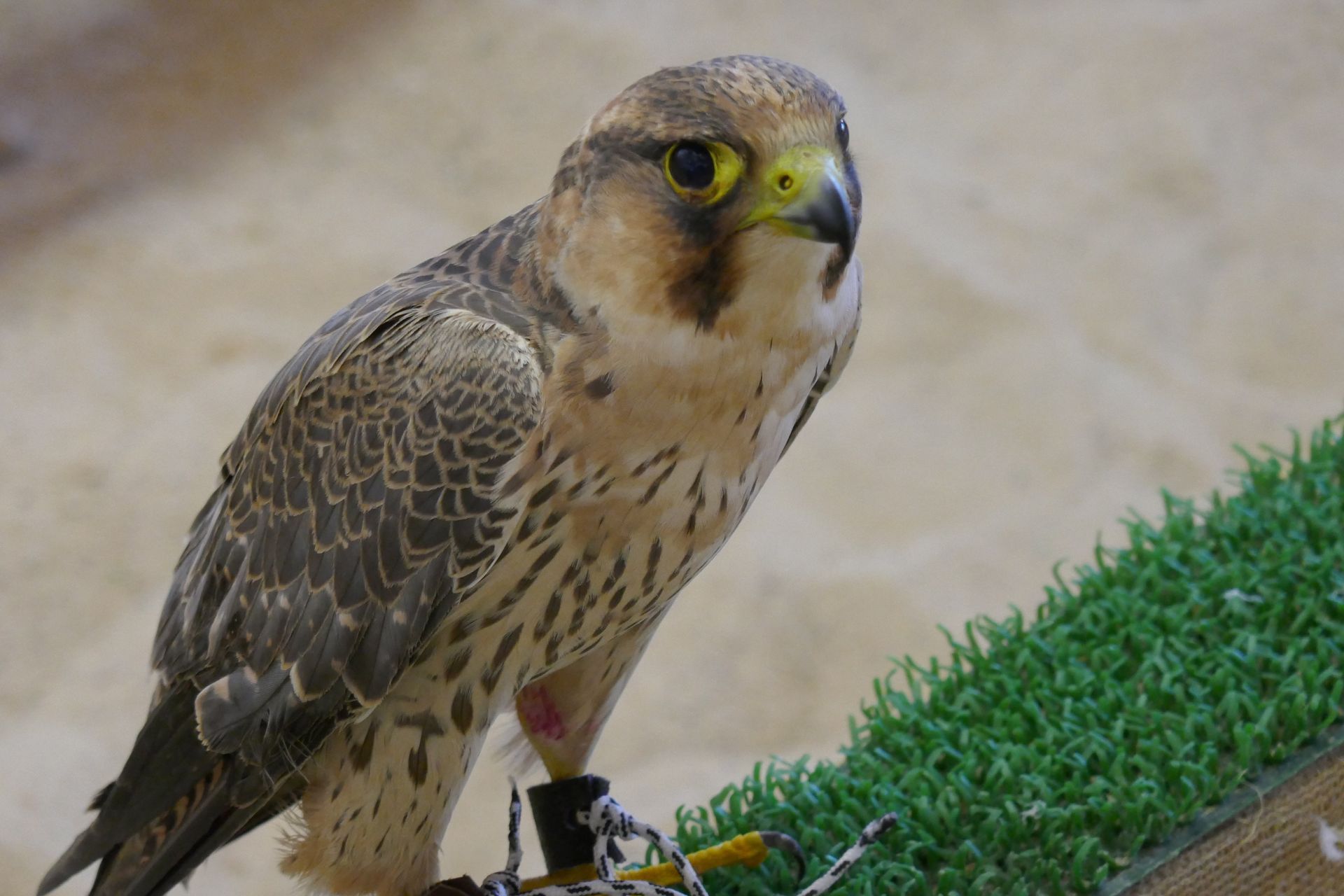 Falke im Falcon Souq Doha