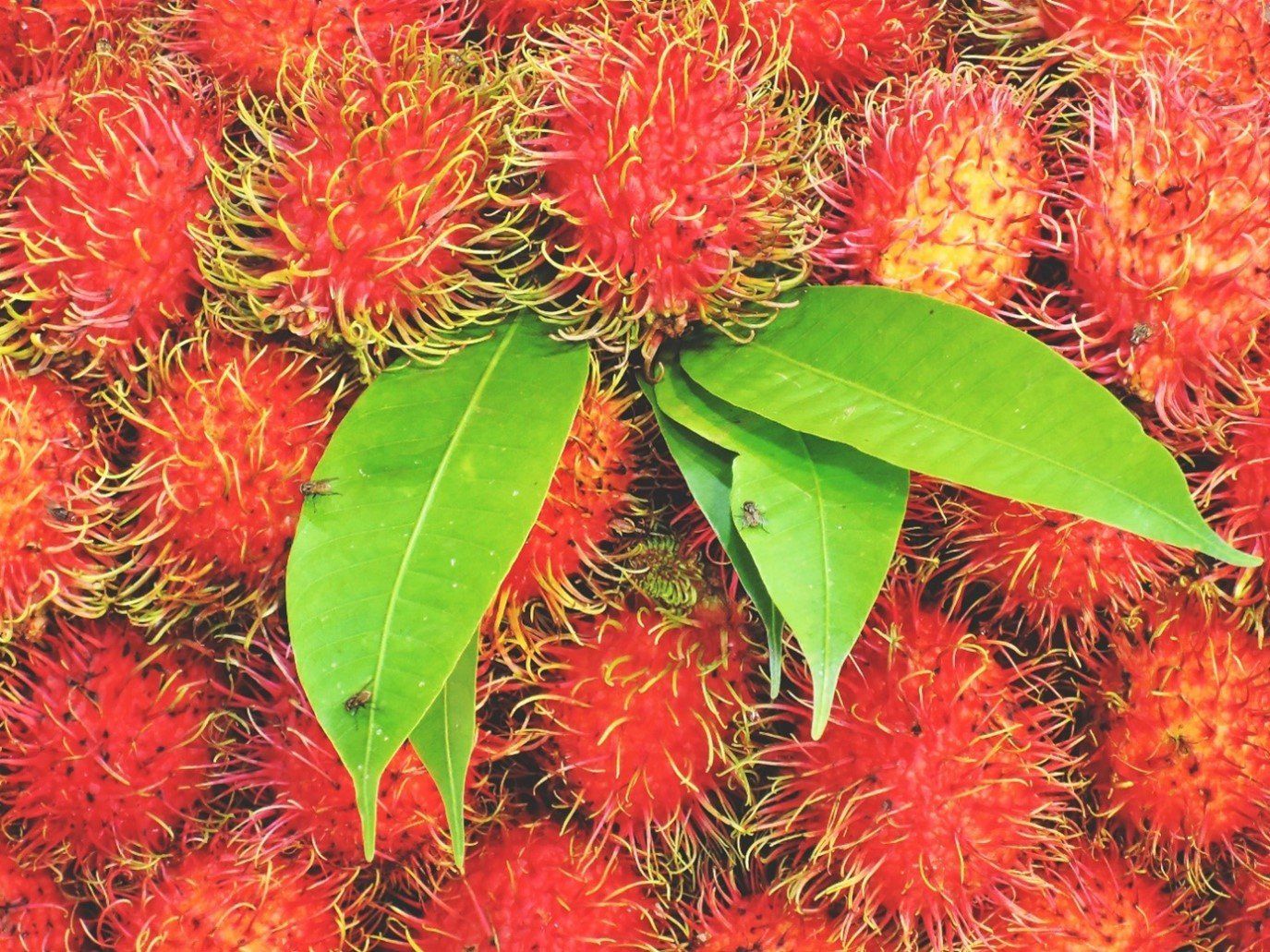 Rambutan