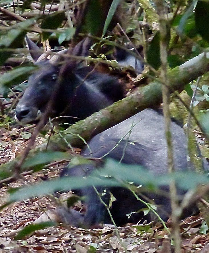 Serau (Capricornis sumatraensis)