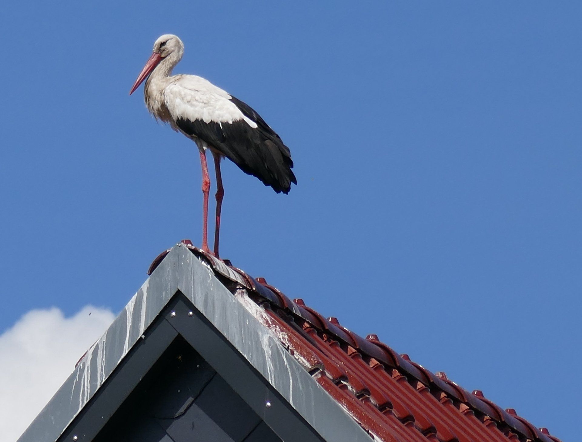 Storch in Brandenburg