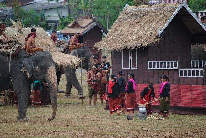 Surin Elephant Roundup