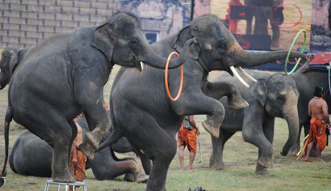 Surin Elephant Roundup