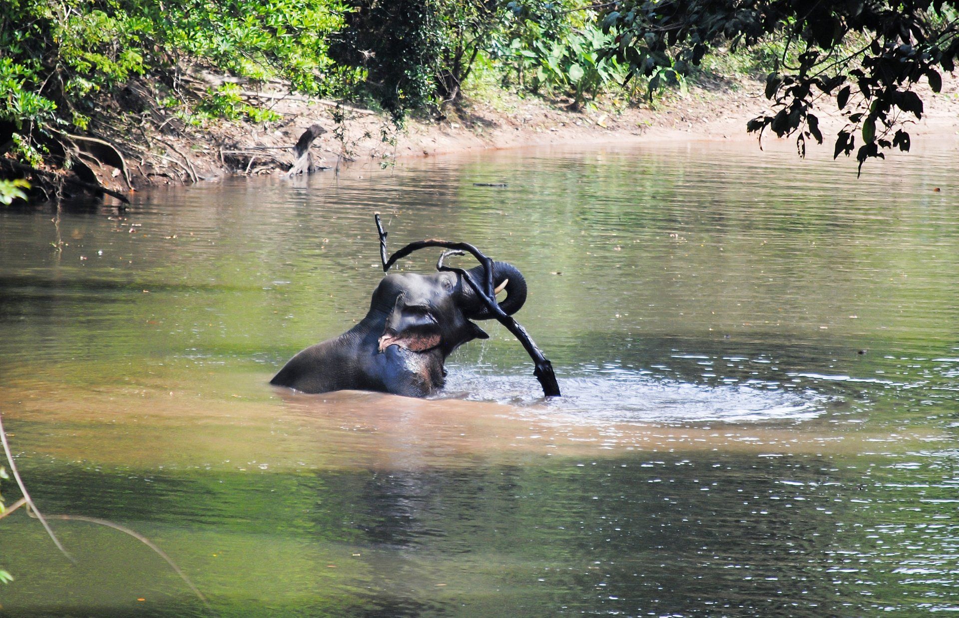 Asiatischer Elefant in Thailand