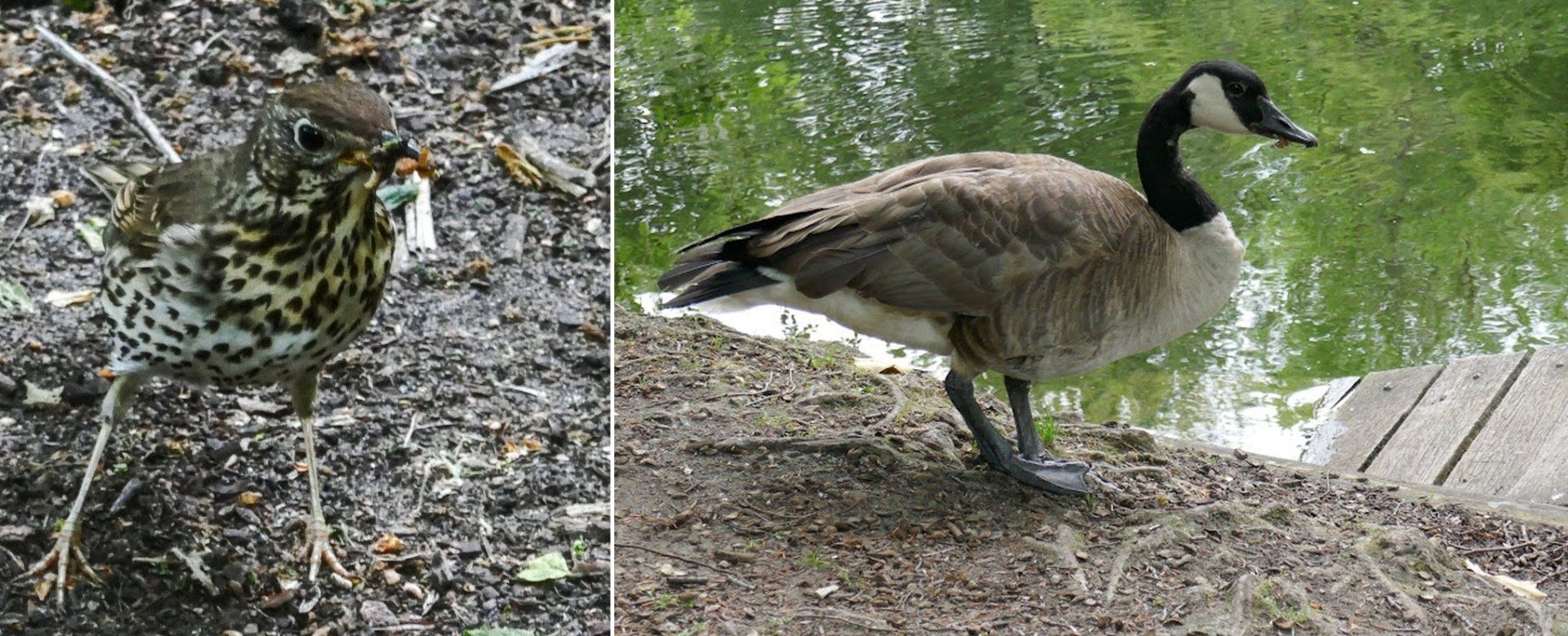 Singdrossel und Kanadagans im Tiergarten Berlin