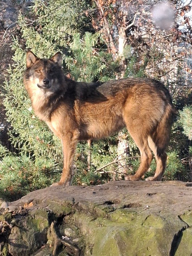 Zoologischer Garten Berlin Wolf