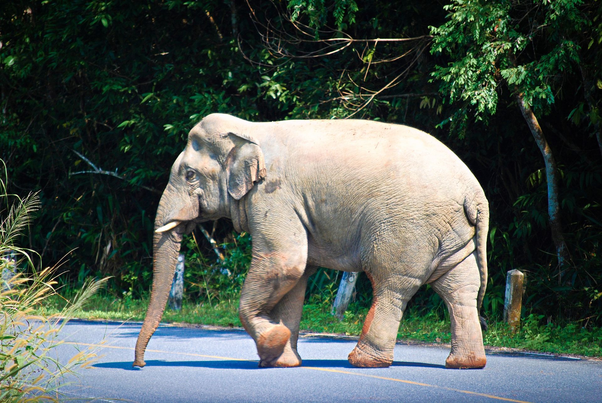 Khao Yai Nationalpark wilder Elefant