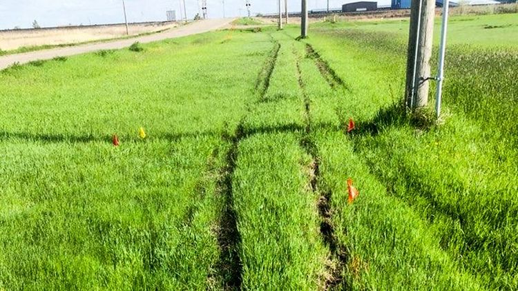 lines in grass with small construction flags between lines