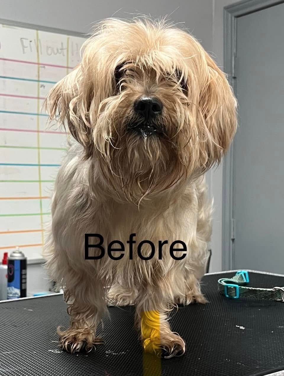 Shaggy tan dog standing on a grooming table with “Before” text on its chest and a yellow bandage on one leg