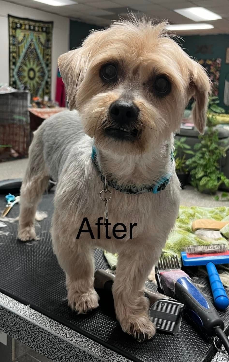 Small tan dog standing on a grooming table with “After” text on its chest.