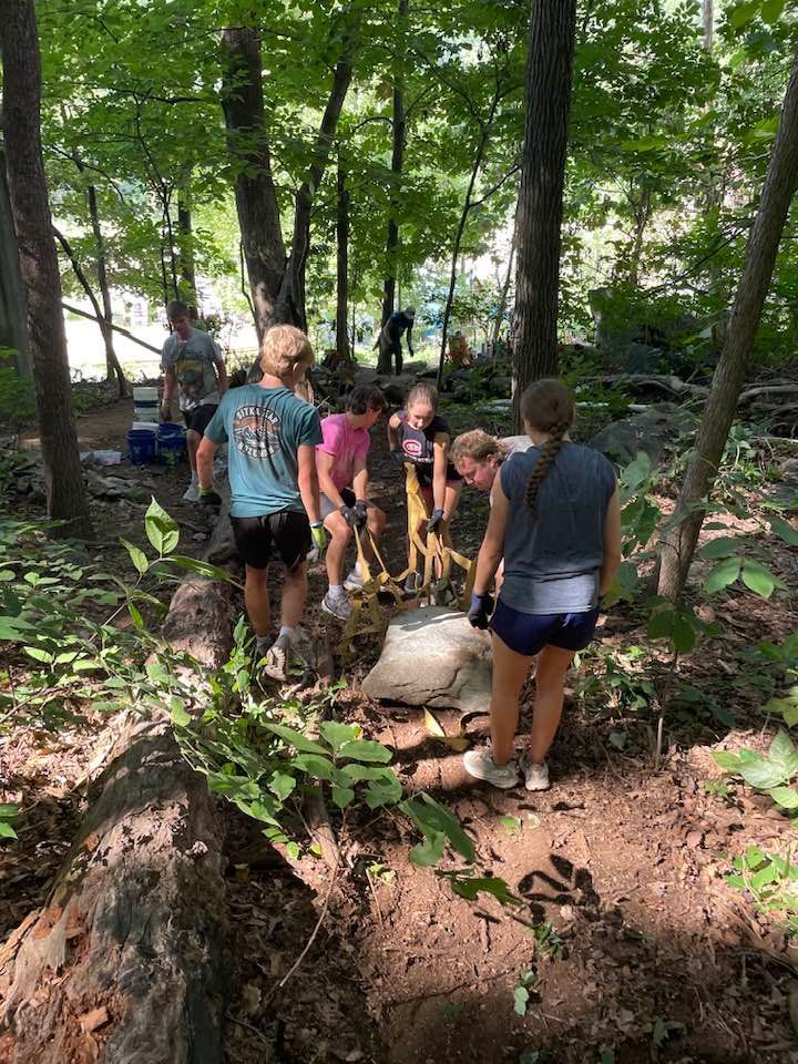 A row of trees lined up in a forest.