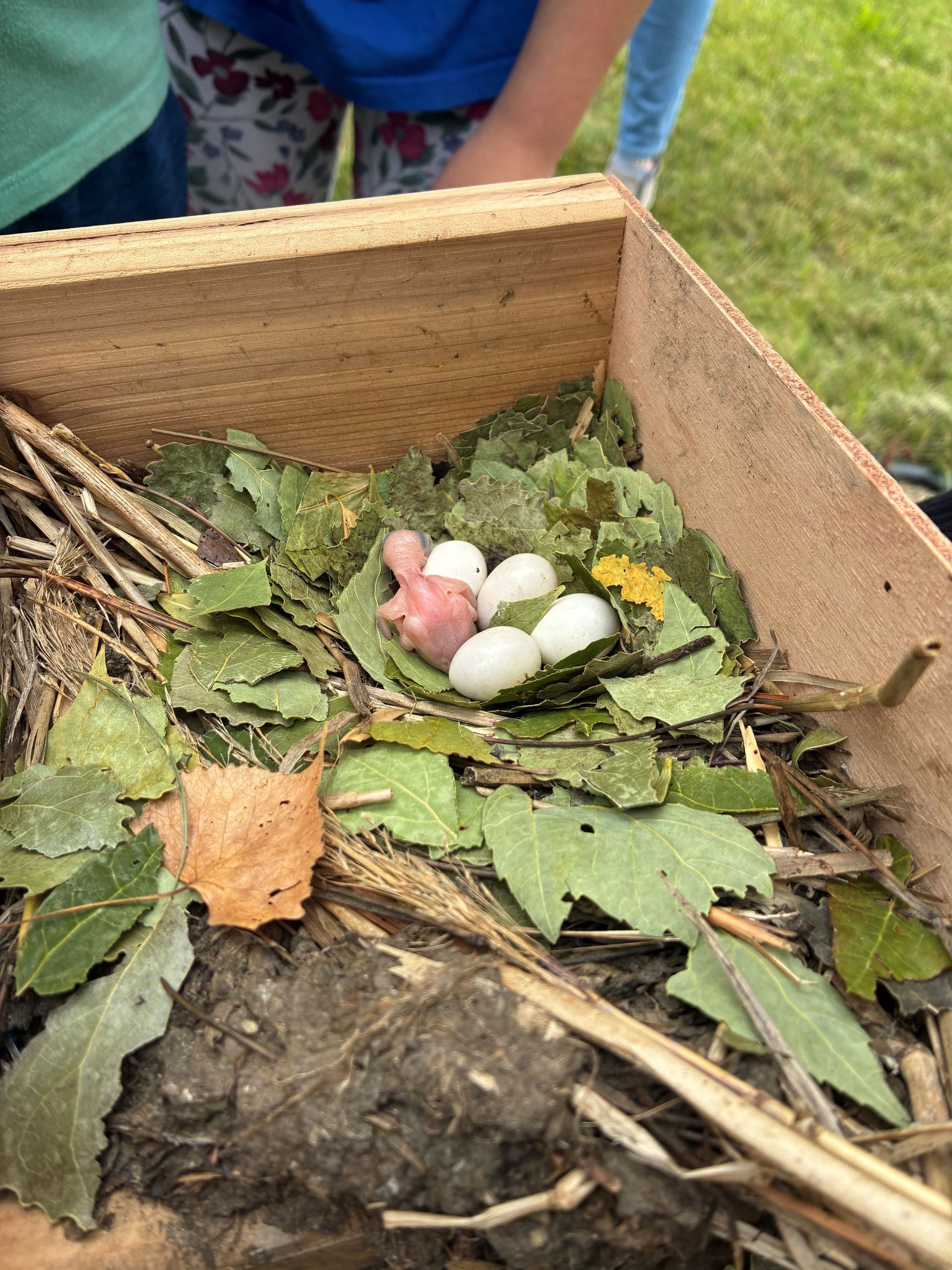 A wooden box filled with leaves and eggs.