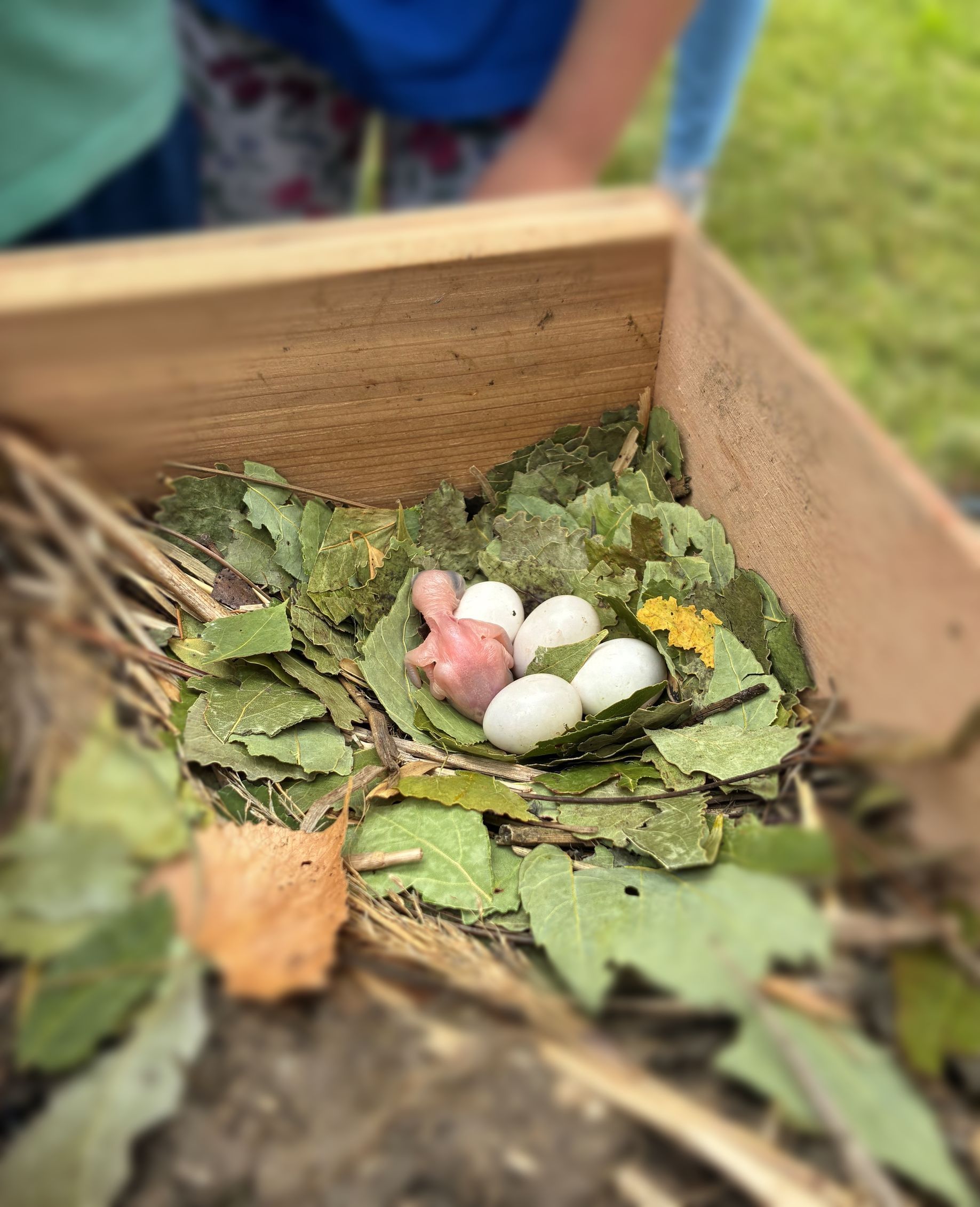 A bird nest with eggs and a baby bird in it.