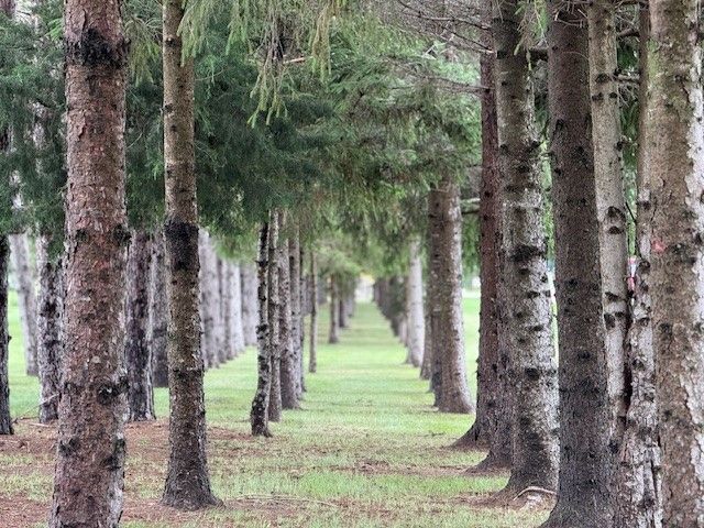 A row of trees lined up in a forest.