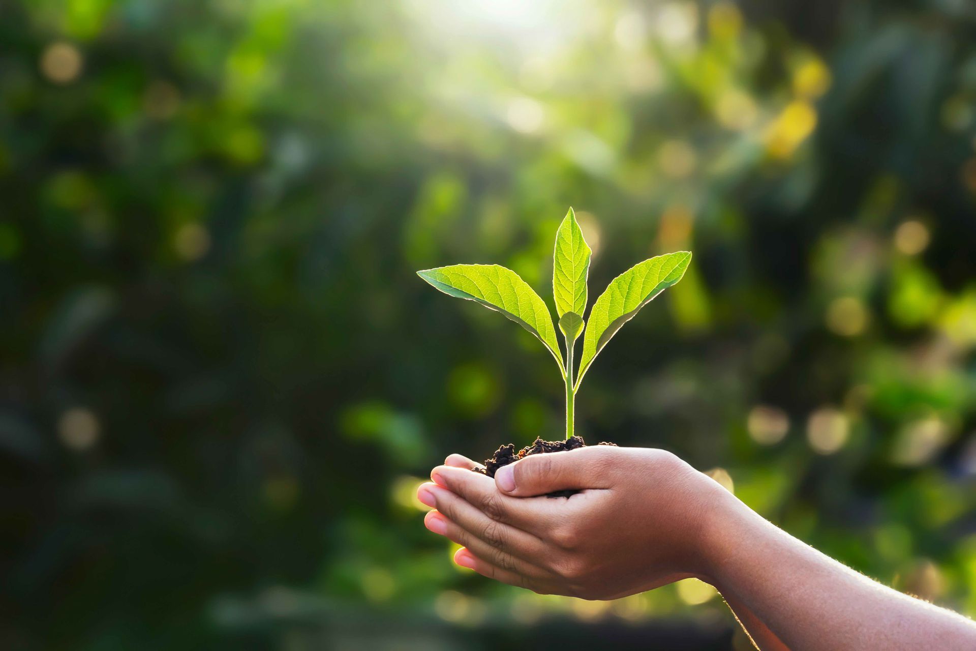 Hands cupping dirt and a sprouting plan against a forest background.
