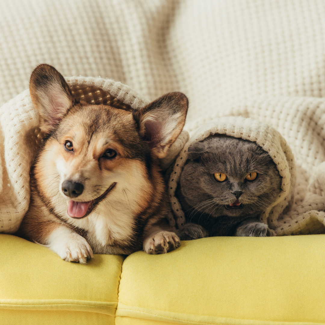 Dog and Cat under a blanket