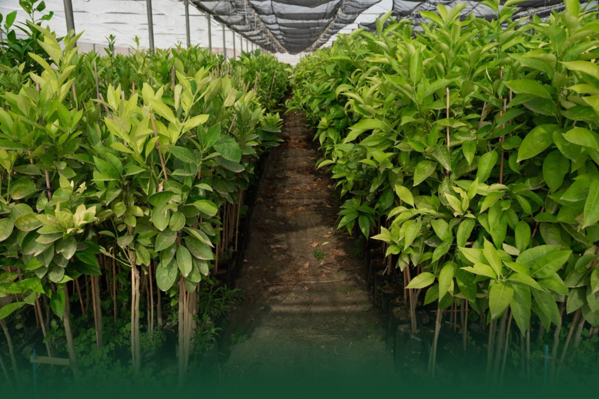 Rows of young plants in a greenhouse, with green foliage and dirt path.