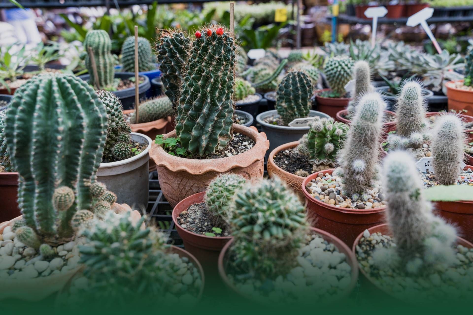 Cacti in various shapes and sizes in small pots, some with small red flowers.