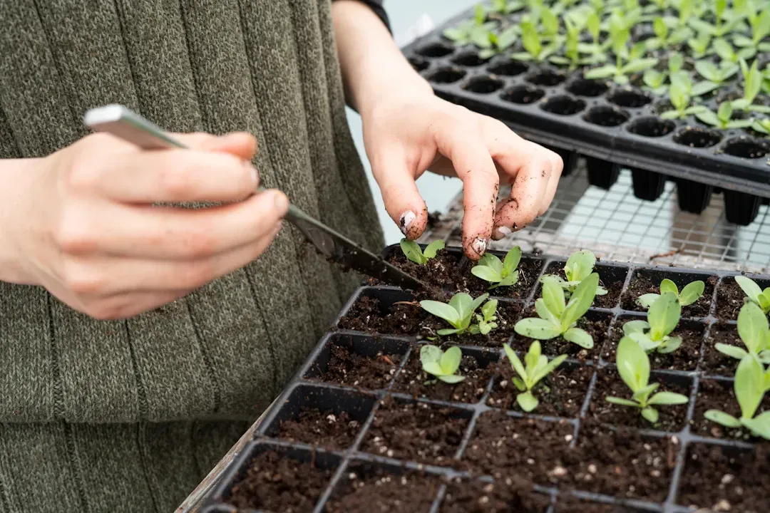 Person transplanting seedlings in a tray with a small trowel in a greenhouse.