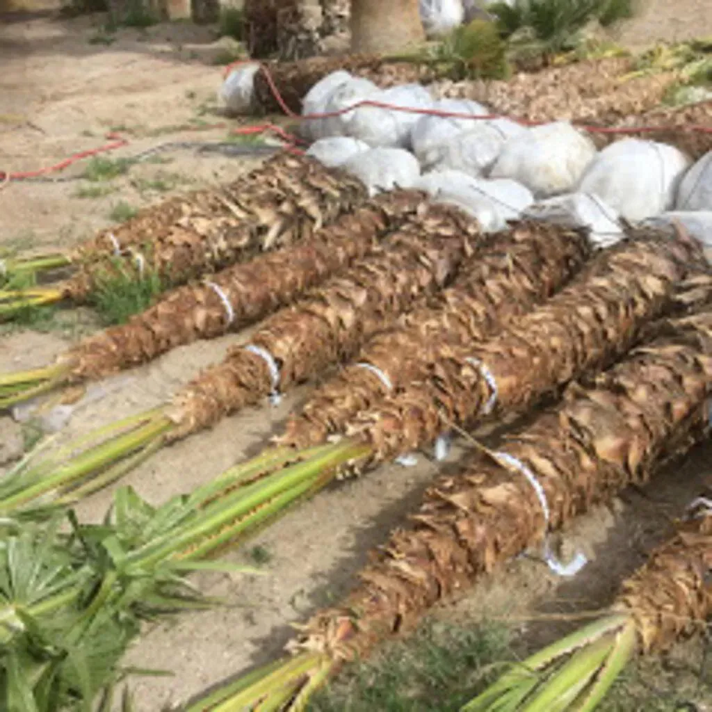 Palm tree seedlings wrapped and bundled on the ground.