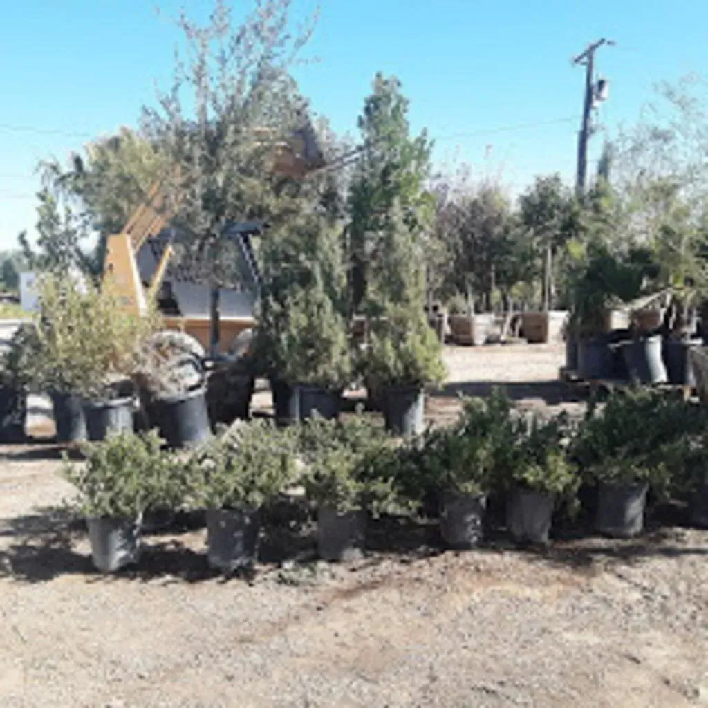 Rows of potted evergreen trees at a nursery, with a yellow loader in the background on a sunny day.