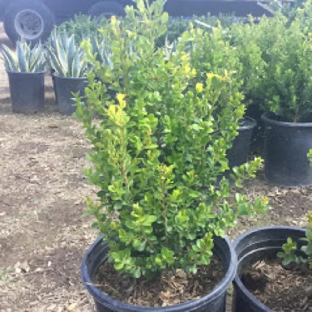 Green shrub in a black pot, surrounded by other potted plants on a dirt surface.
