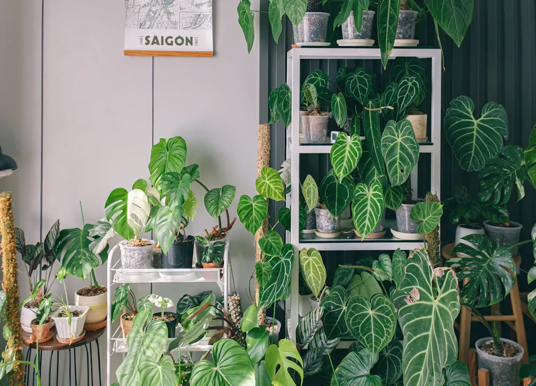 Indoor garden with shelves filled with lush green plants of various sizes and types.
