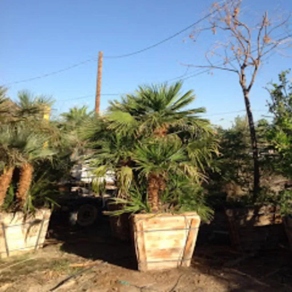Palm trees in large wooden planters under a blue sky, possibly a nursery setting.