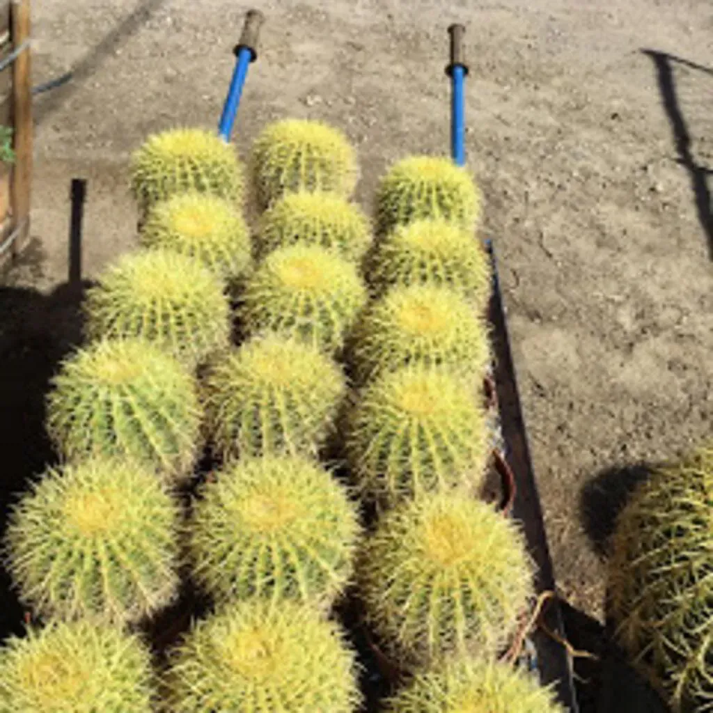 Golden barrel cacti on a blue-handled cart, outdoors in sunlight.
