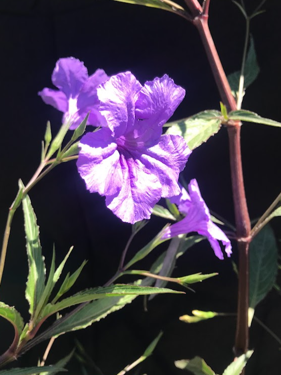Purple and white striped flowers on a green and brown plant, with a dark background.