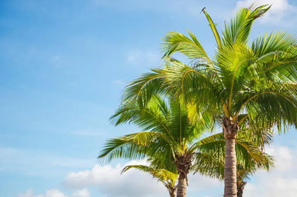 Palm trees with green leaves against a blue sky with fluffy white clouds.