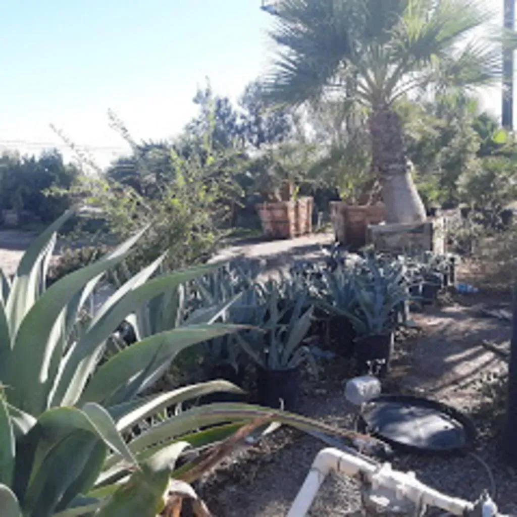 A nursery with various plants, including agave and a palm tree, under a bright sky.