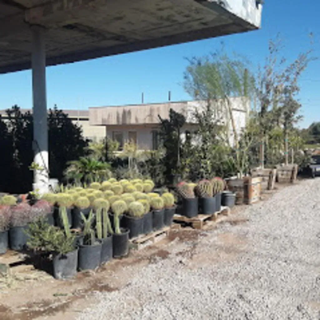 Plants for sale: cacti and trees in black pots under a concrete awning, sunny day.