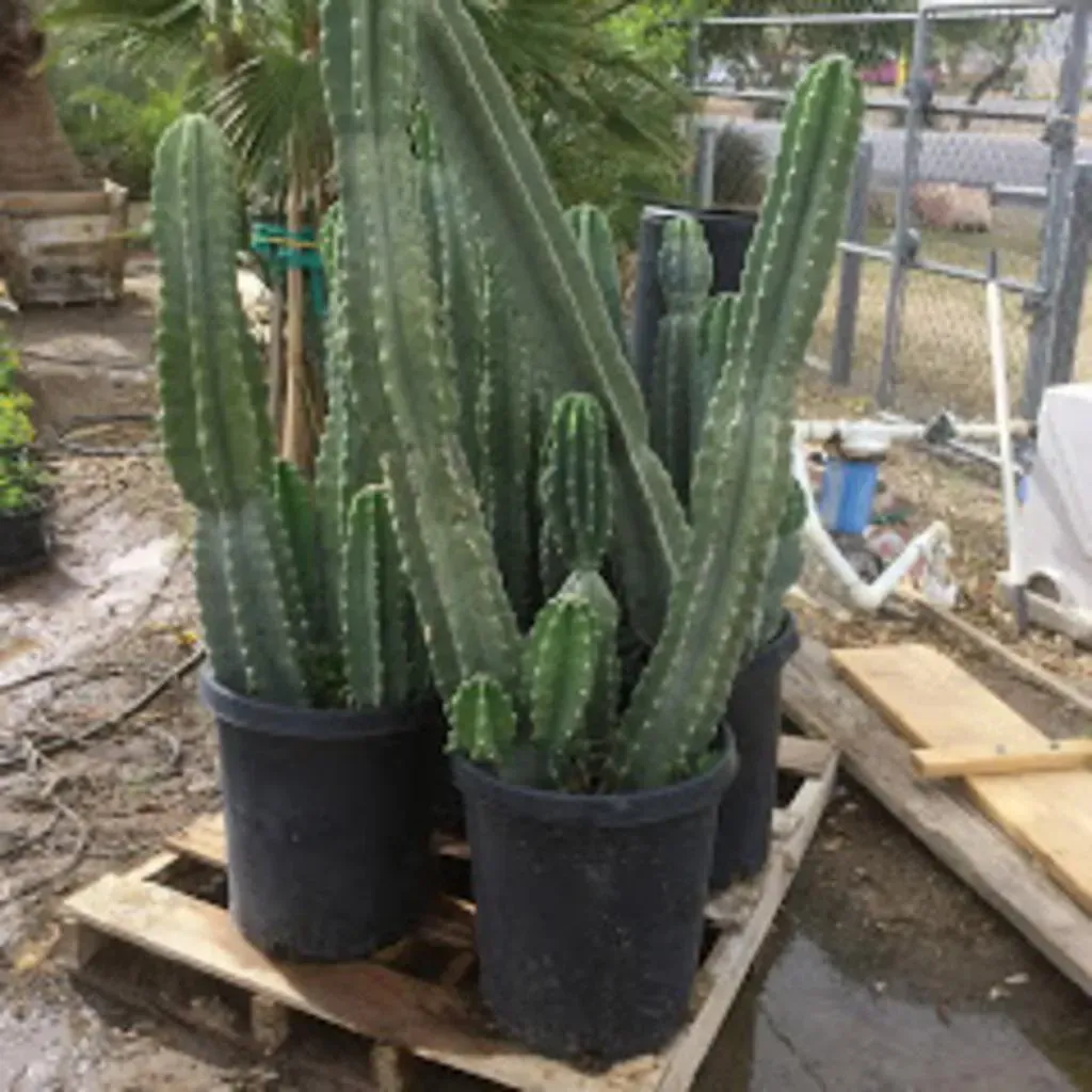 Cactus plants in black pots, on a wooden pallet outdoors.
