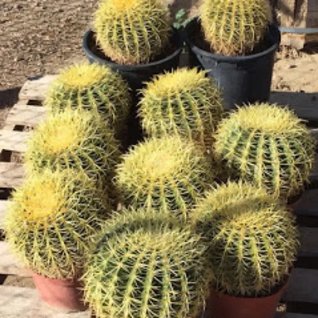 Golden barrel cacti in pots, with yellow spines and green bodies, set on a wooden pallet.