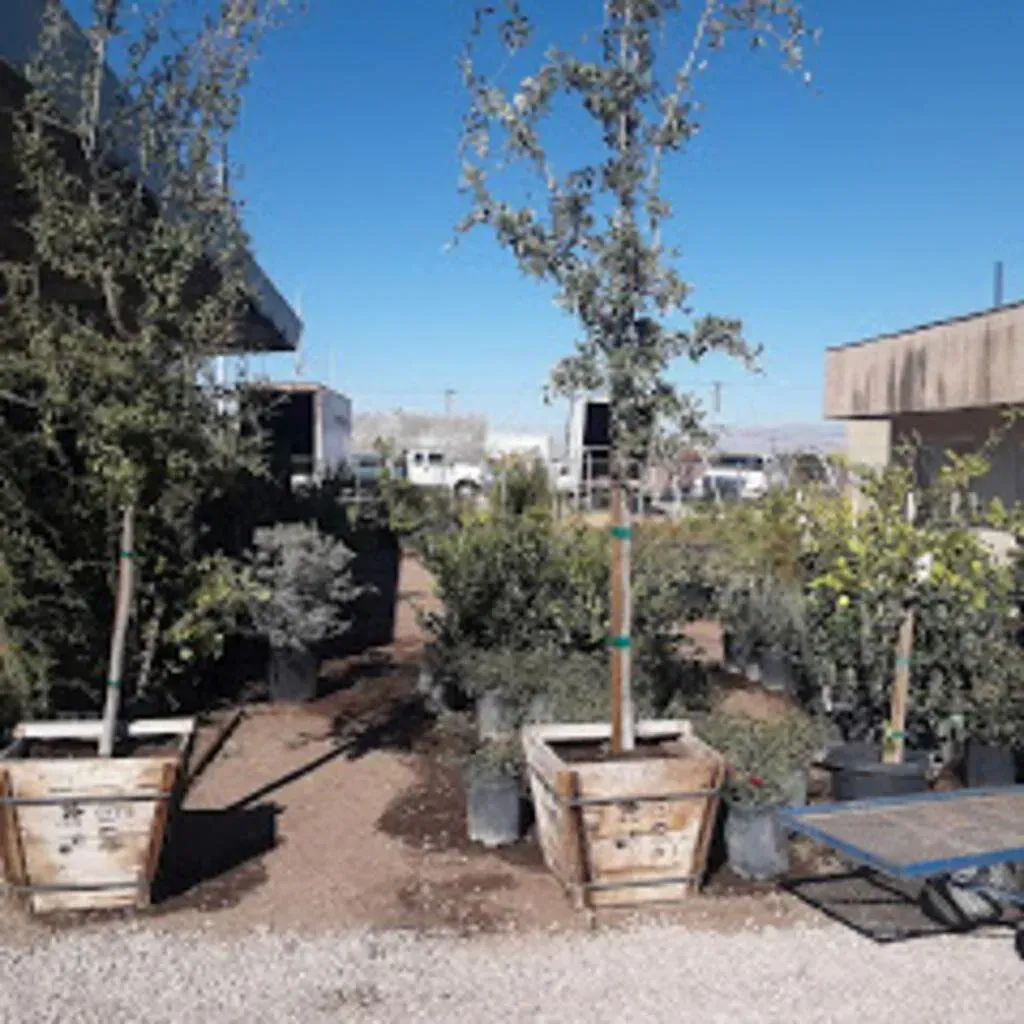 Trees in wooden containers at a nursery with other plants, buildings, and a bright blue sky.