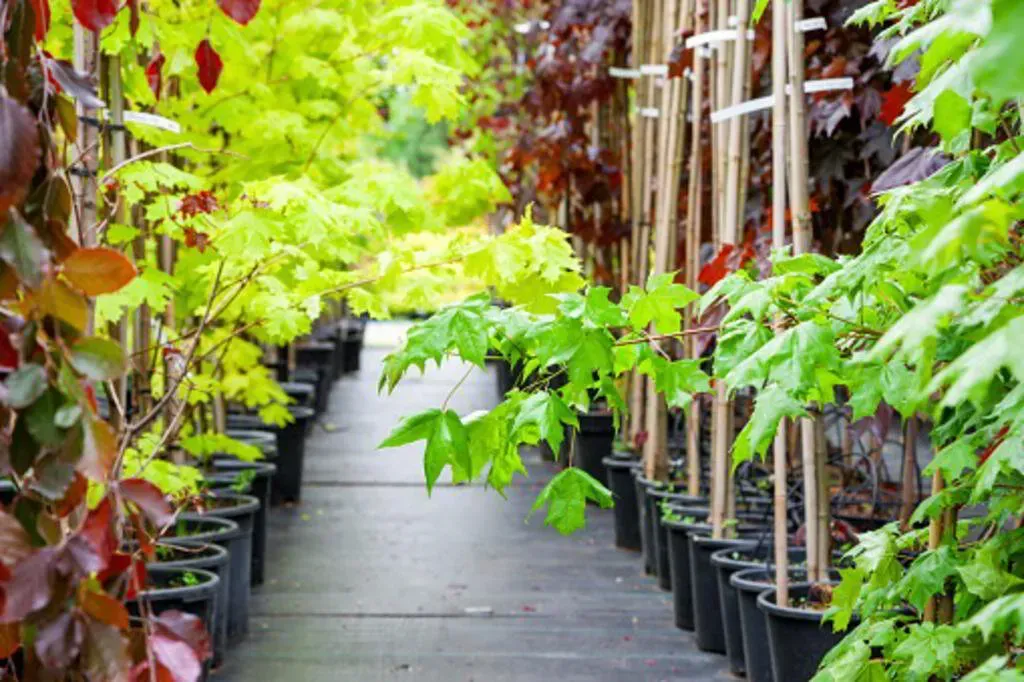 Rows of potted trees with various colored leaves in a nursery.