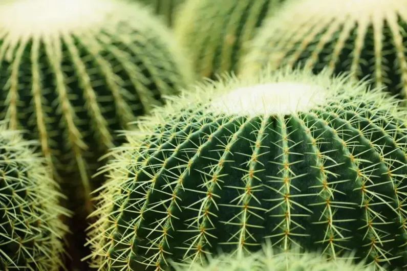 Close-up of several round golden barrel cacti with sharp spines.