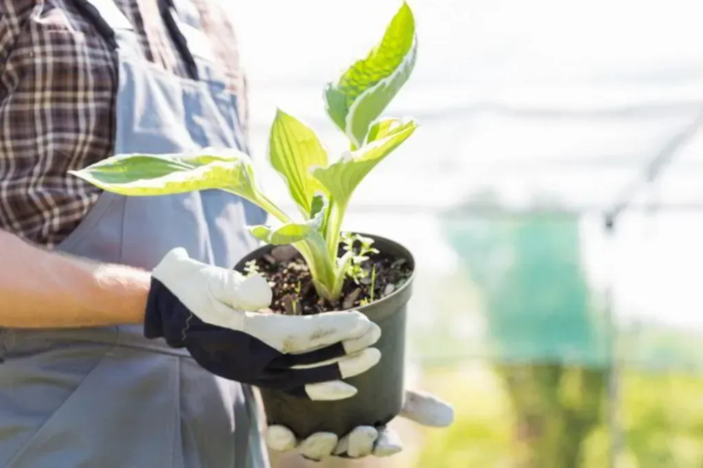 Person wearing apron and gloves holding a potted plant outdoors.