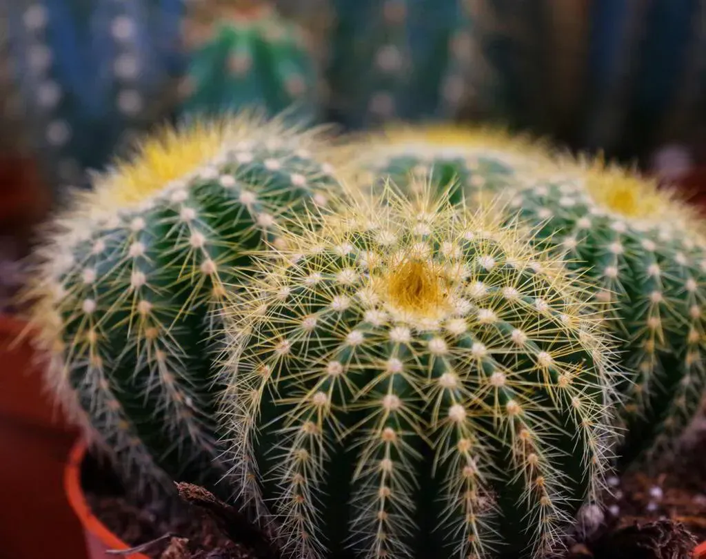 Close-up of several round, green cacti with yellow and white spines, in a small brown pot.