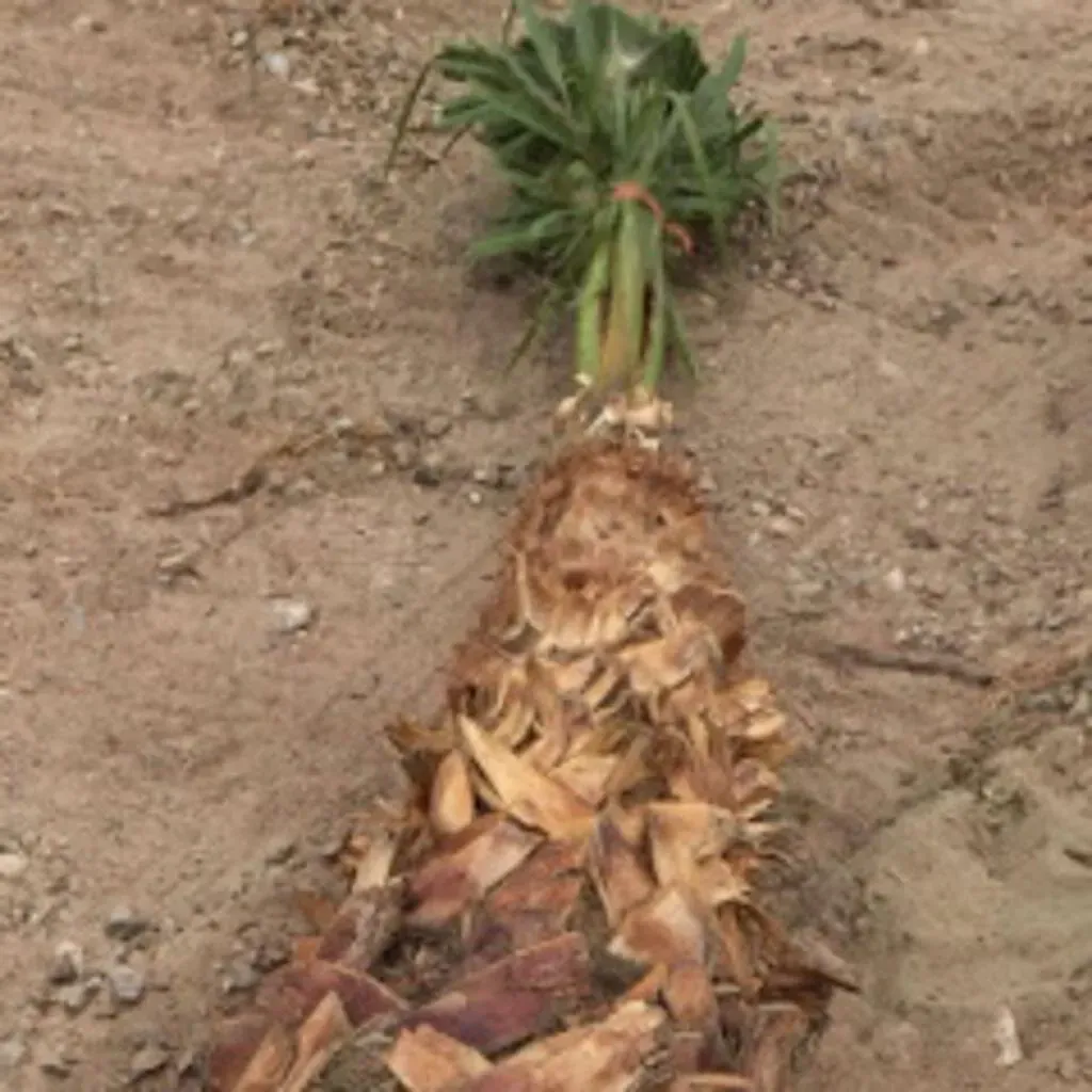 Palm tree plant laid on brown soil. Green leaves tied together, brown trunk.