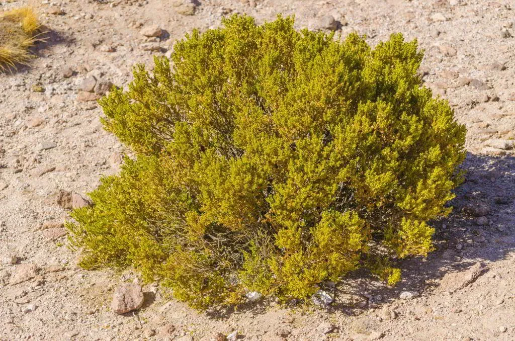 Green shrub growing on dry, sandy ground.