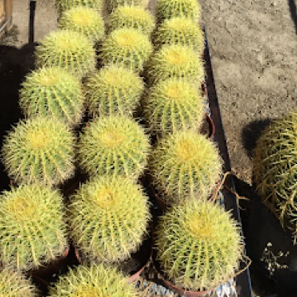 Rows of golden barrel cacti in brown pots, outdoors.