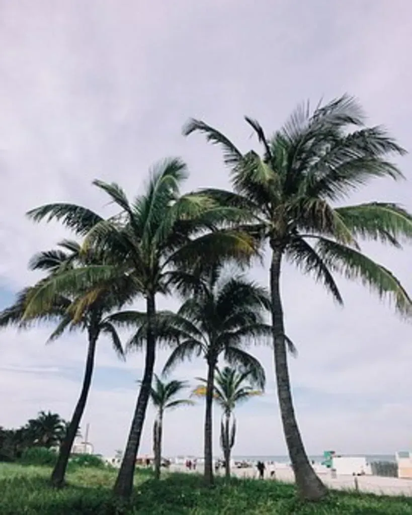 Palm trees on a beach under a cloudy sky.