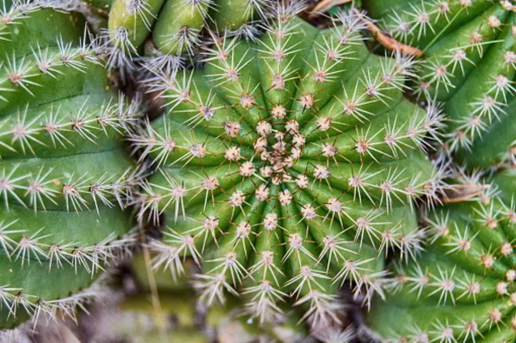 Close-up of green cactus with white spines arranged in a spiral pattern.
