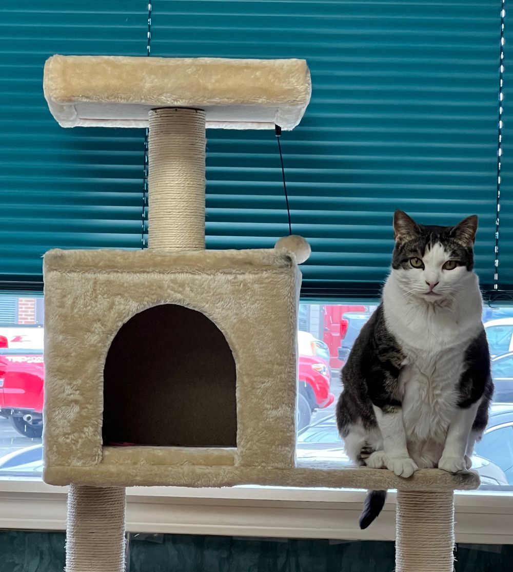 Kingsport Law Firm Kingsport TN William A. "Andy" Law