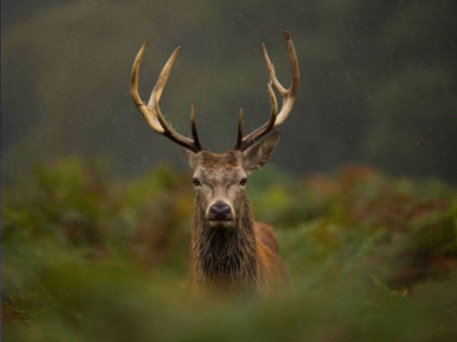 A deer with antlers is standing in the grass and looking at the camera.