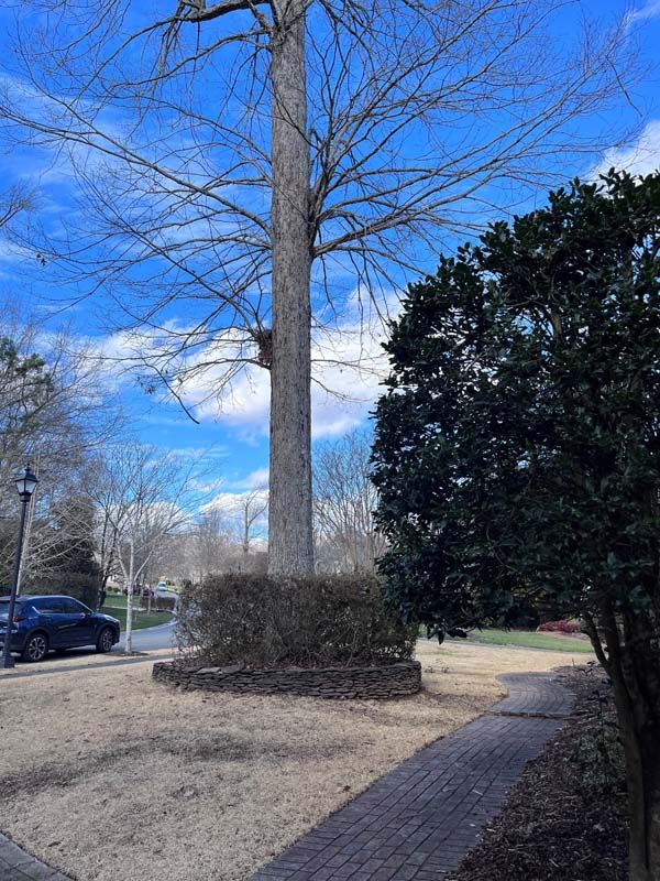 Tall tree in a landscaped yard with bare branches, surrounded by shrubs and a brick path